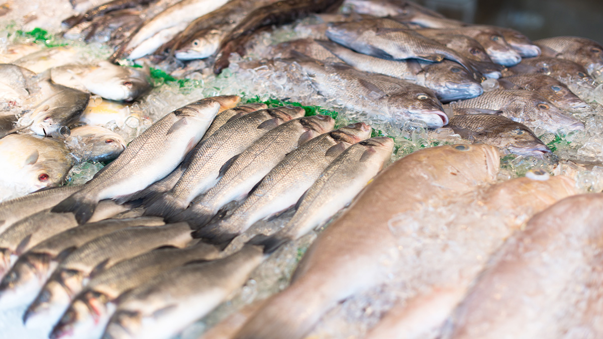 Quando se fala em peixe nobre, o salmão costuma liderar a preferência dos brasileiros.