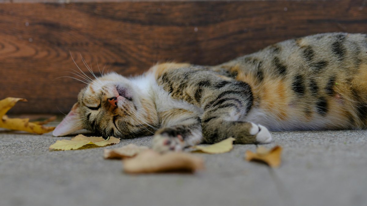 Gatos gostam do sol, mas também sofrem com o calor: observar mudanças de comportamento é essencial nos dias quentes/Freepik
