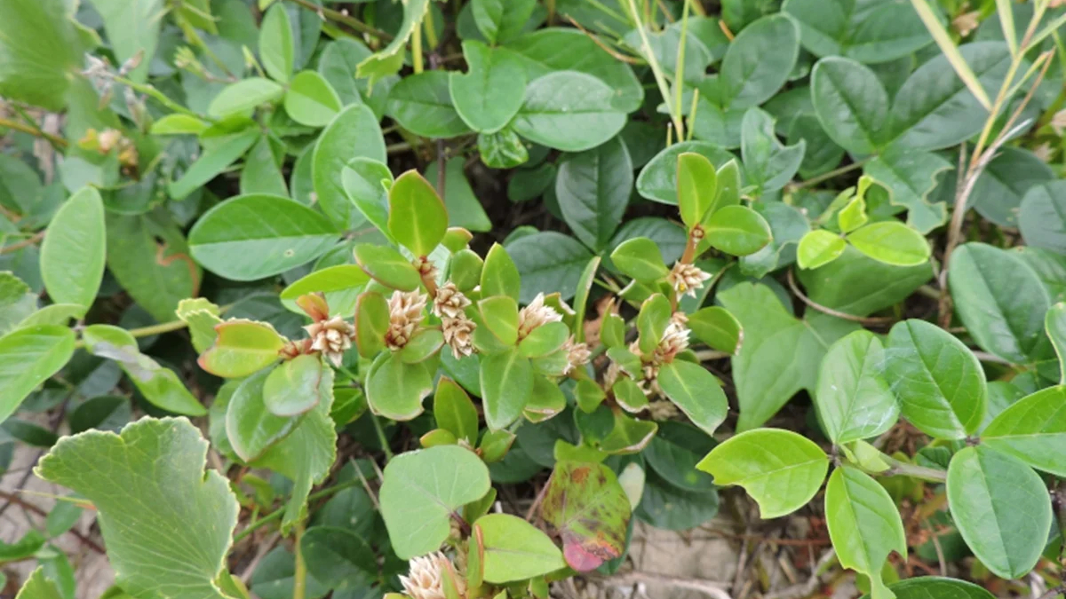 O trabalho foi publicado no Journal of Ethnopharmacology e seguiu uma abordagem integrada / Divulgação/Fabrício Riella/iNaturalist
