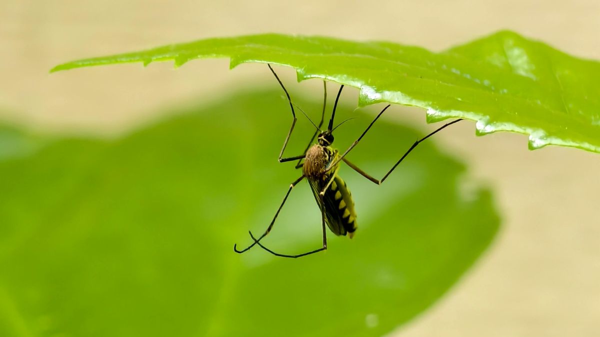 Natural e potente: veja como preparar o repelente de citronela que é sucesso nas redes sociais/Pexels