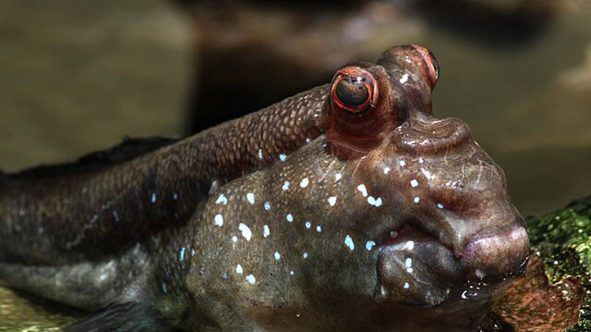 Descubra como o peixe-saltador usa suas nadadeiras para explorar o ambiente terrestre