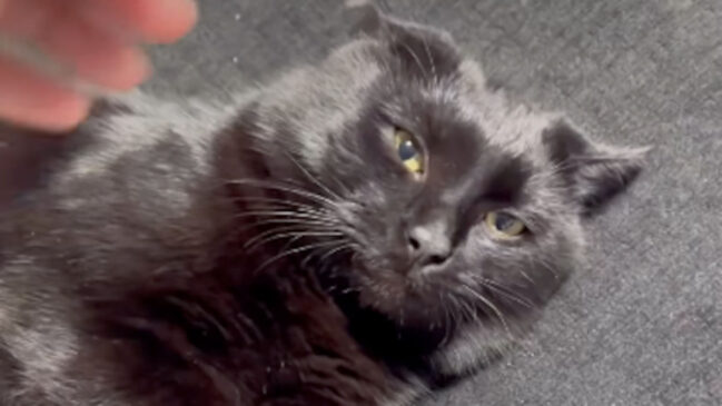 A convivência não se resolve na força: entender a linguagem do gato e respeitar limites evita sofrimento para quem já mora ali e para quem acabou de chegar.