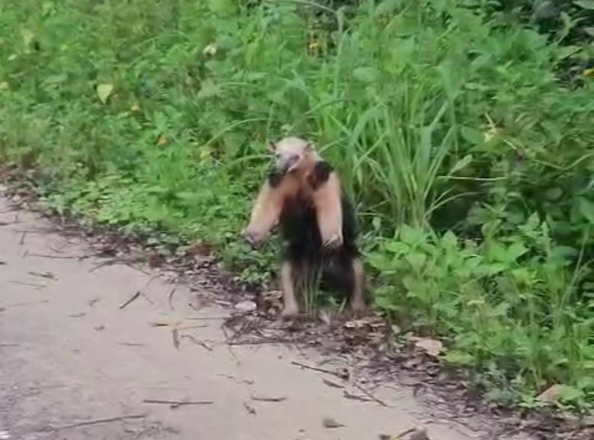 Ao se levantar nas patas traseiras, ele se torna maior e mostra suas garras dianteiras afiadas, prontas para um "abraço" agressivo
