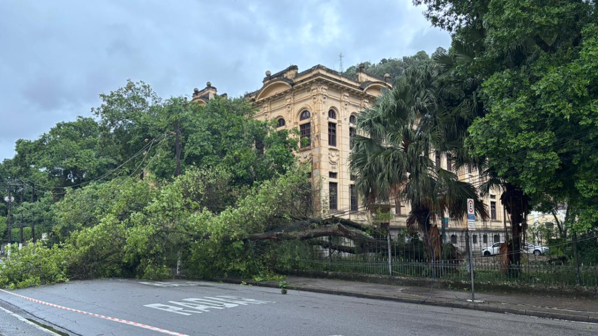 Queda de árvore na Rangel Pestana, em Santos