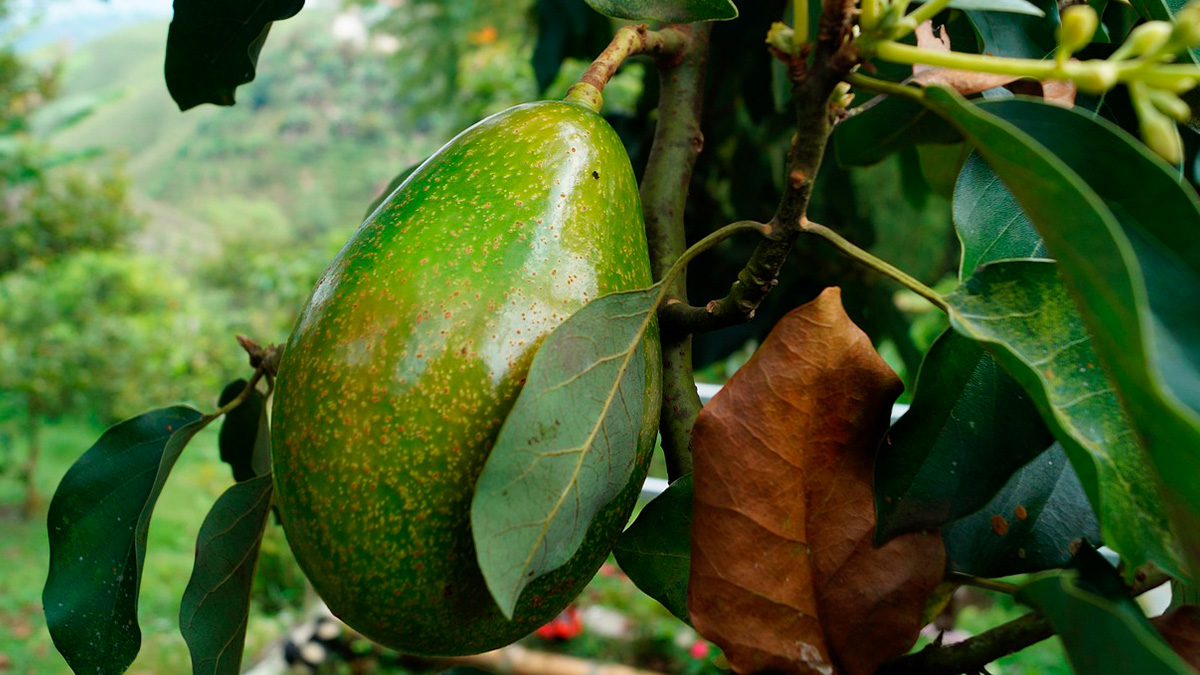 Segundo dados do Governo do Estado de São Paulo, a soma da produção de abacate dos municípios da região chega a 85 mil toneladas por ano.