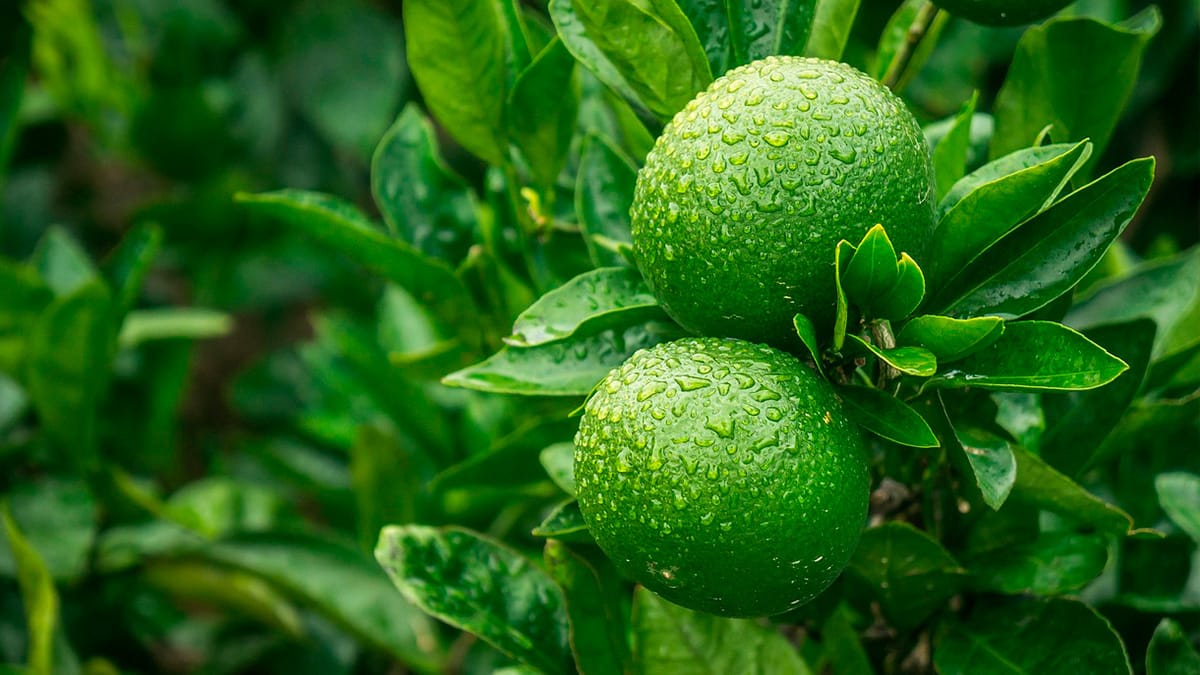 A qualidade e a escala da produção fizeram com que o limão-taiti de Itajobi ganhasse espaço no mercado internacional