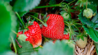 O morango está entre as frutas mais queridas do Brasil e marca presença constante em sobremesas, bolos e receitas variadas