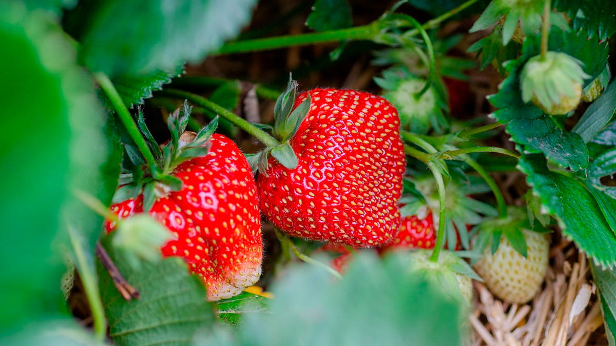 O morango está entre as frutas mais queridas do Brasil e marca presença constante em sobremesas, bolos e receitas variadas