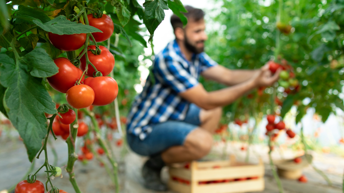 Foram os imigrantes japoneses que introduziram as técnicas de cultivo do tomate