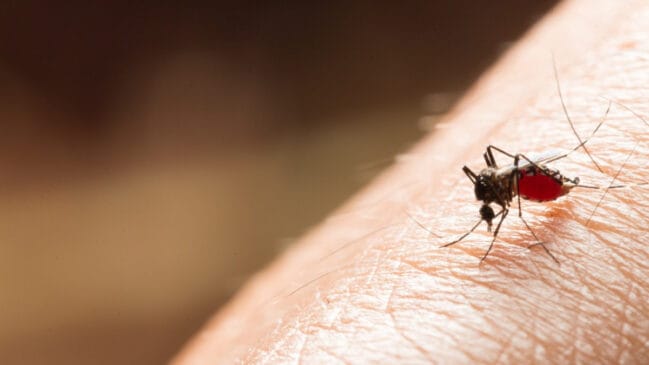 A eliminação de focos do mosquito continua sendo a principal estratégia de controle
