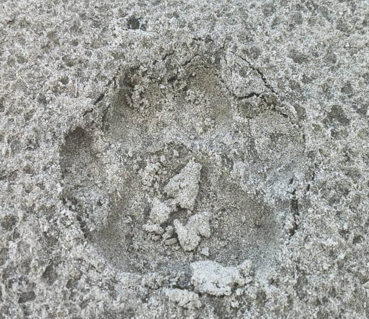 O biólogo destacou que a região da Juréia-Itatins é um dos principais redutos de áreas naturais preservadas do Estado de São Paulo