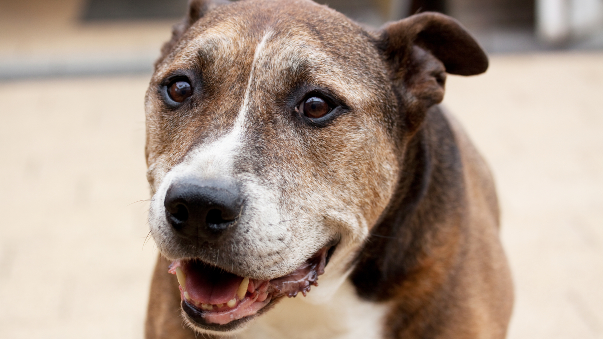 O vira-lata caramelo, incentivando a adoção responsável e o apoio a ONGs e protetores independentes passa a integrar a programação estadual