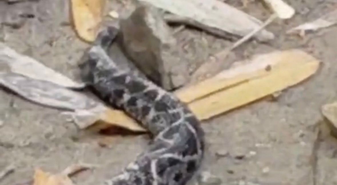 Apesar de ser um animal peçonhento e considerado perigoso, os números indicam que a taxa de letalidade em humanos picados é baixa