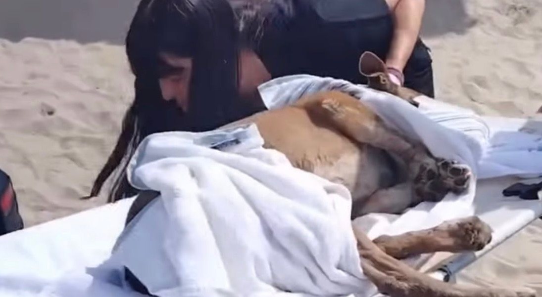 Uma cachorrinha comunitária, conhecida e querida por quem costuma passar pela Praia do Forte, foi vítima de um ato de extrema violência
