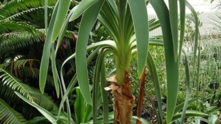 Saiba como as autoridades protegeram a flora local de uma extração criminosa