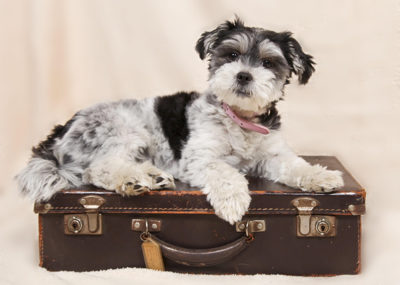 Pelo texto, as companhias aéreas só poderão recusar o embarque do pet em caso de risco à segurança do voo, à saúde dos passageiros ou ao próprio animal/Pixabay