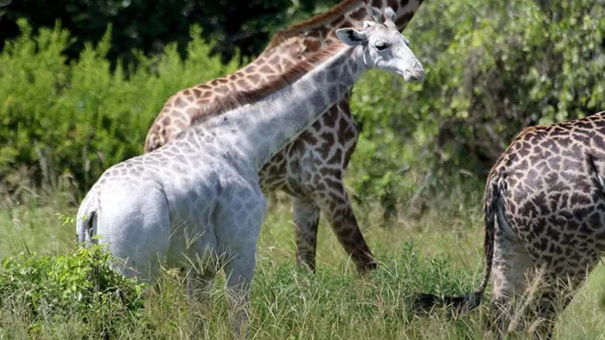 O macho vivia ao lado de uma fêmea e de um filhote que também apresentavam a mesma condição genética rara / Wild Nature Institute/Reprodução