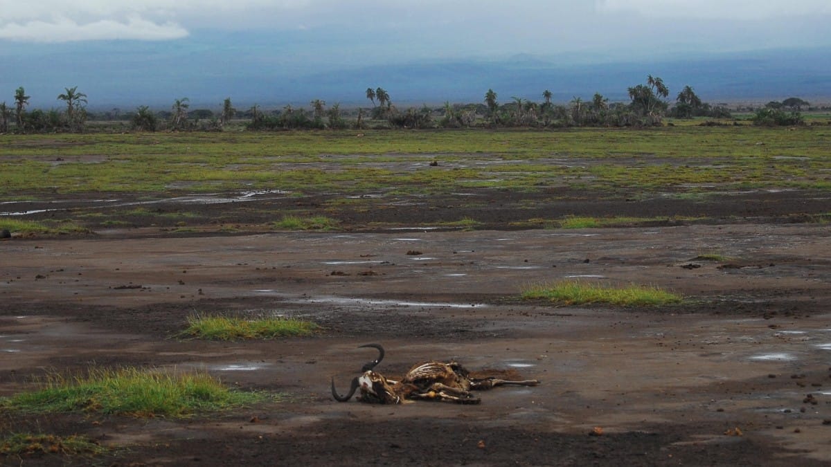 No Brasil, muitos animais já sofrem com questões relacionadas à falta de água e de alimentos, provocadas pela crise climática / Pixabay