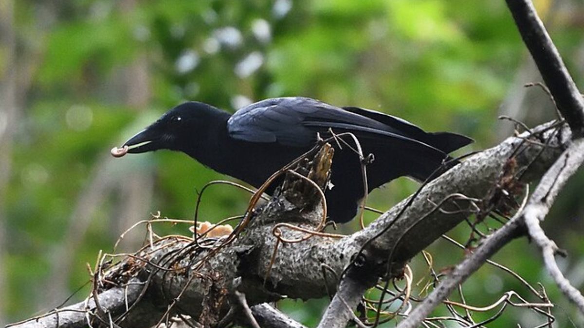 A habilidade de adaptação e inovação faz do corvo-da-nova-caledônia uma referência em estudos comparativos sobre inteligência animal. Wikimedia Commons/Yi-Kai Tea