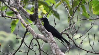 Encontrado em uma ilha do Pacífico Sul, o corvo-da-nova-caledônia é considerado um dos animais mais inteligentes do planeta devido à sua capacidade de fabricar utensílios