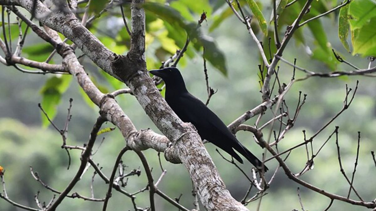 Encontrado em uma ilha do Pacífico Sul, o corvo-da-nova-caledônia é considerado um dos animais mais inteligentes do planeta devido à sua capacidade de fabricar utensílios