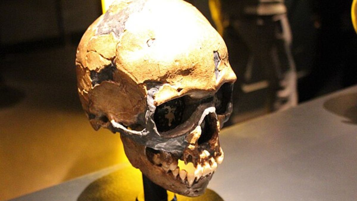 Restos de neandertais encontrados em escavações arqueológicas reforçam teorias sobre a presença humana na Inglaterra há mais de 400 mil anos. Wikimedia Commons/Emőke Dénes