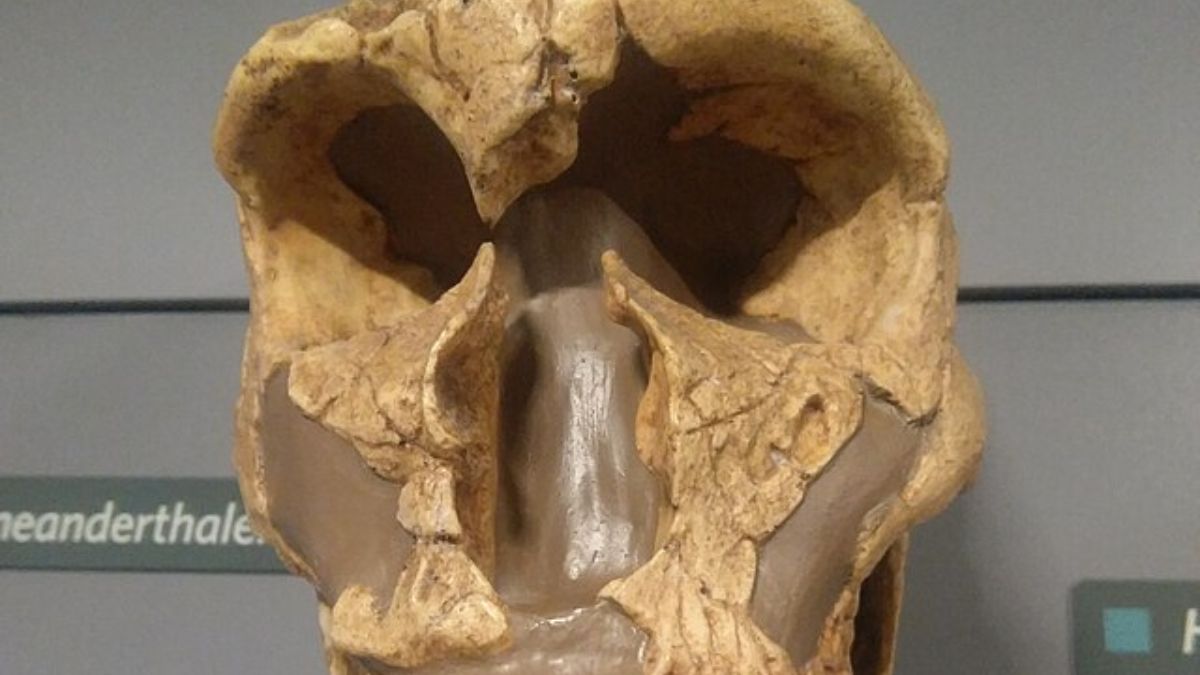 Descobertas de crânios e artefatos ampliam o debate científico sobre a capacidade cognitiva e tecnológica dos primeiros humanos. Wikimedia Commons/Rohitjahnavi