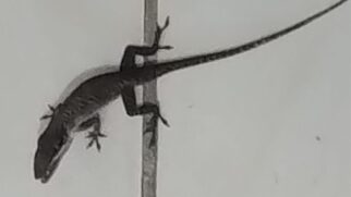Chamado Anolis porcatus, o lagarto foi visto em uma residência em São Vicente