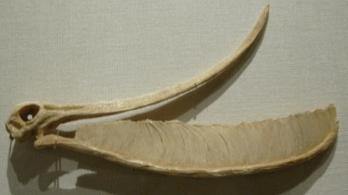 O crânio do Pterodaustro revela uma disposição semelhante de dentes longos e em forma de pente, característica ligada ao hábito alimentar por filtragem. Diferentemente de espécies aparentadas, essa estrutura estava presente apenas na mandíbula inferior / ken2077 / Wikimedia Commons