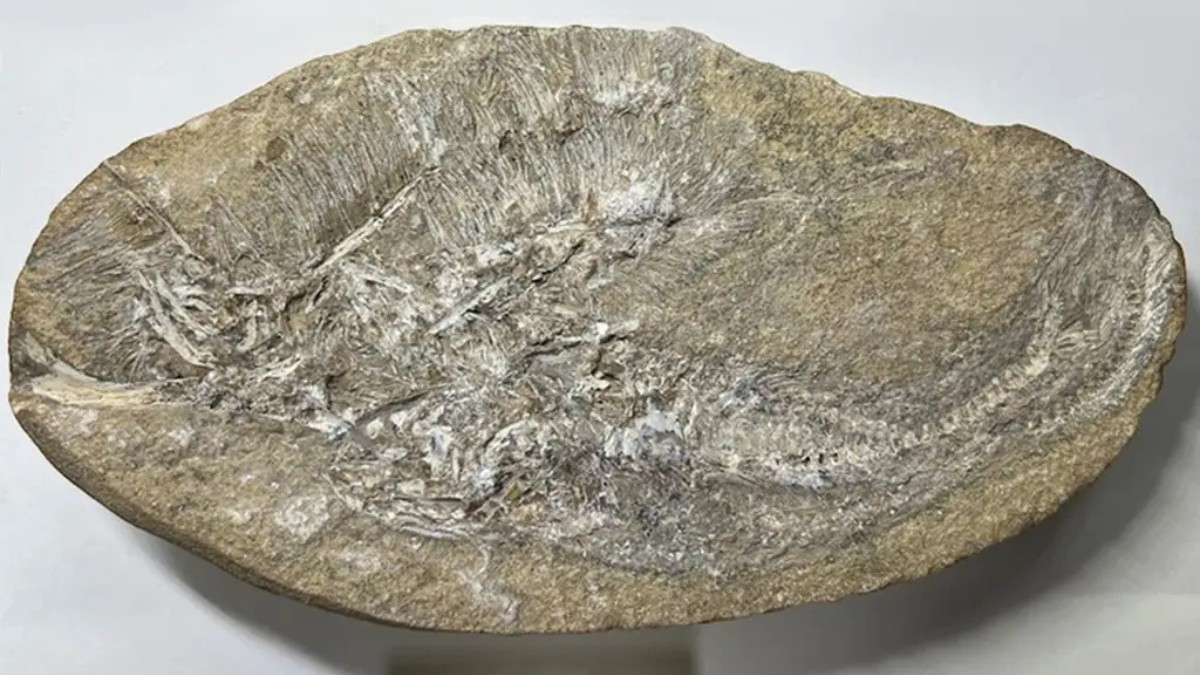 O bloco fossilífero apresenta, em conjunto, os vestígios preservados de Bakiribu waridza, permitindo aos pesquisadores analisar a disposição original dos ossos, o estado de conservação e o contexto geológico do achado, fundamentais para estudos anatômicos e paleoambientais / Aline Ghilardi/Divulgação