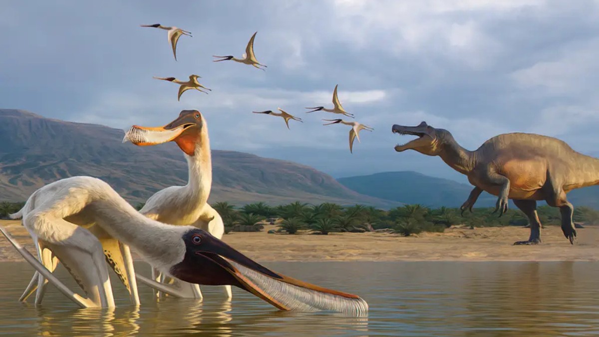 Há mais de 110 milhões de anos, um dinossauro teve um fim nada nobre para sua refeição: após engolir dois pequenos pterossauros, acabou vomitando os restos. Com o passar do tempo, esse material se fossilizou e, milhões de anos depois, ajudou cientistas a identificar uma espécie inédita de pterossauro no Brasil / Julio Lacerda/Reprodução