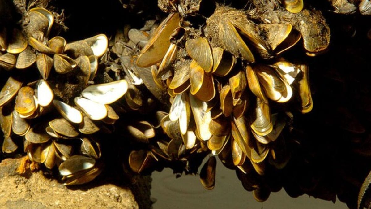Capaz de produzir milhares de larvas, o molusco se fixa em tubulações e equipamentos, causando prejuízos a hidrelétricas, indústrias etc. Wikimedia Commons/Lucianosjb1
