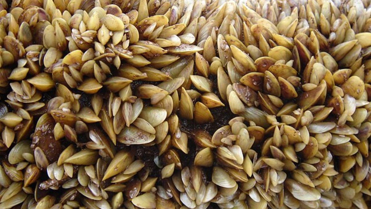 O mexilhão dourado, espécie invasora originária do sul asiático, já se espalha por águas brasileiras e preocupa especialistas ambientais. Wikimedia Commons/Boltovskoy