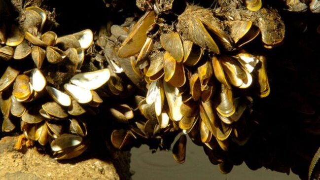 Capaz de produzir milhares de larvas, o molusco se fixa em tubulações e equipamentos, causando prejuízos a hidrelétricas, indústrias e sistemas de abastecimento