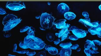 Na escuridão absoluta do fundo do mar, algumas espécies desenvolveram a bioluminescência como estratégia essencial para sobreviver, se comunicar e caçar