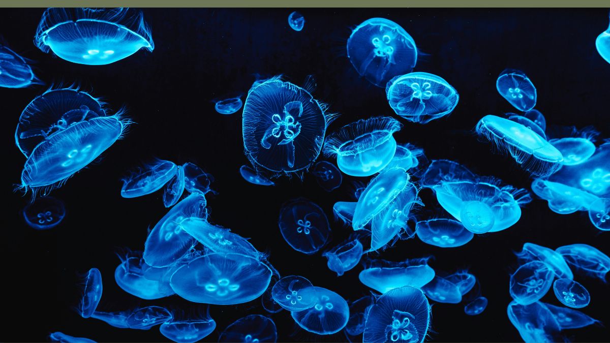 Na escuridão absoluta do fundo do mar, algumas espécies desenvolveram a bioluminescência como estratégia essencial para sobreviver, se comunicar e caçar