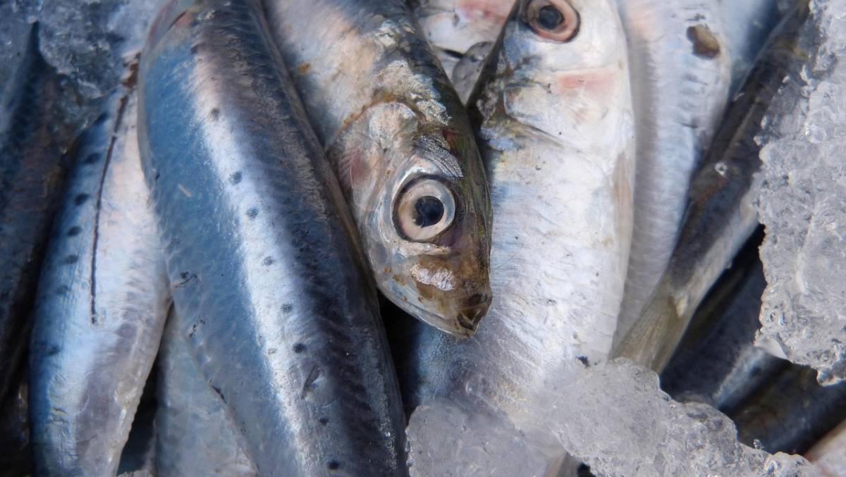 A expressiva produção do pescado está diretamente ligada às características geográficas do país