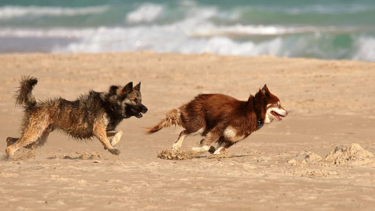 No caso dos cães, essas ações costumam a acontecer depois dos banhos e de longos períodos de espera como uma consulta veterinária ou viagem (Lior Binyamini/Pexels)