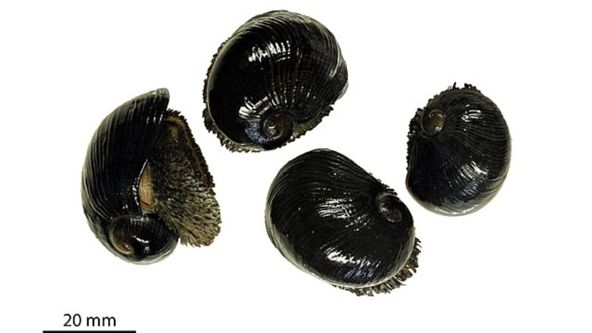 A concha do caracol-de-pés-escamosos possui três camadas, sendo a externa mineralizada com sulfeto de ferro uma armadura metálica única no reino animal. Wikimedia Commons/Marie HENNION