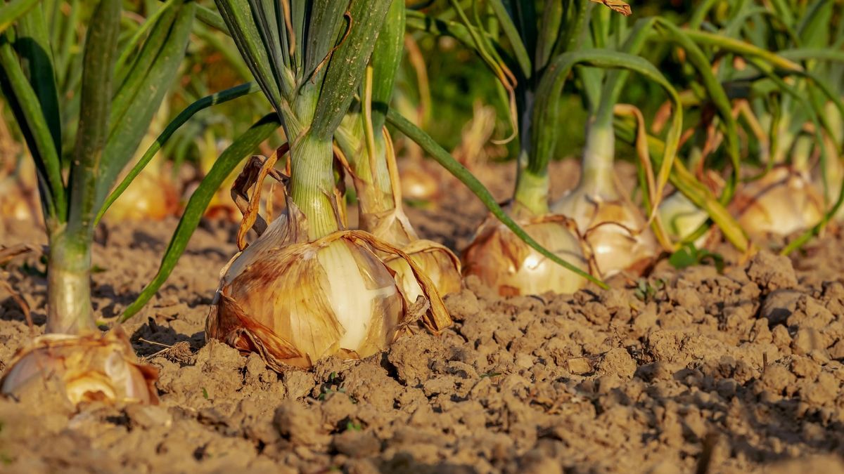 O cultivo em área comum gerou conflito entre vizinhos e chegou aos tribunais / Pixabay