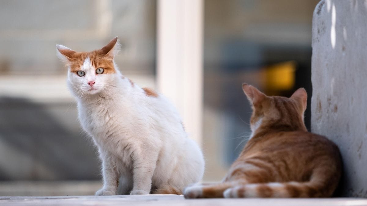 Na feira de La Vega Central, no Chile, uma "gangue" de gatos virou atração entre comerciantes e visitantes / Pixabay