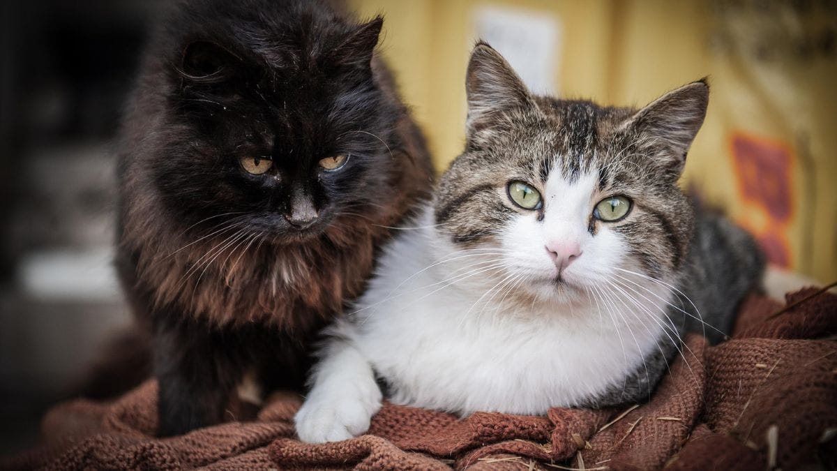 Os felinos passaram a circular livremente pelos corredores e bancas do tradicional mercado / Pixabay