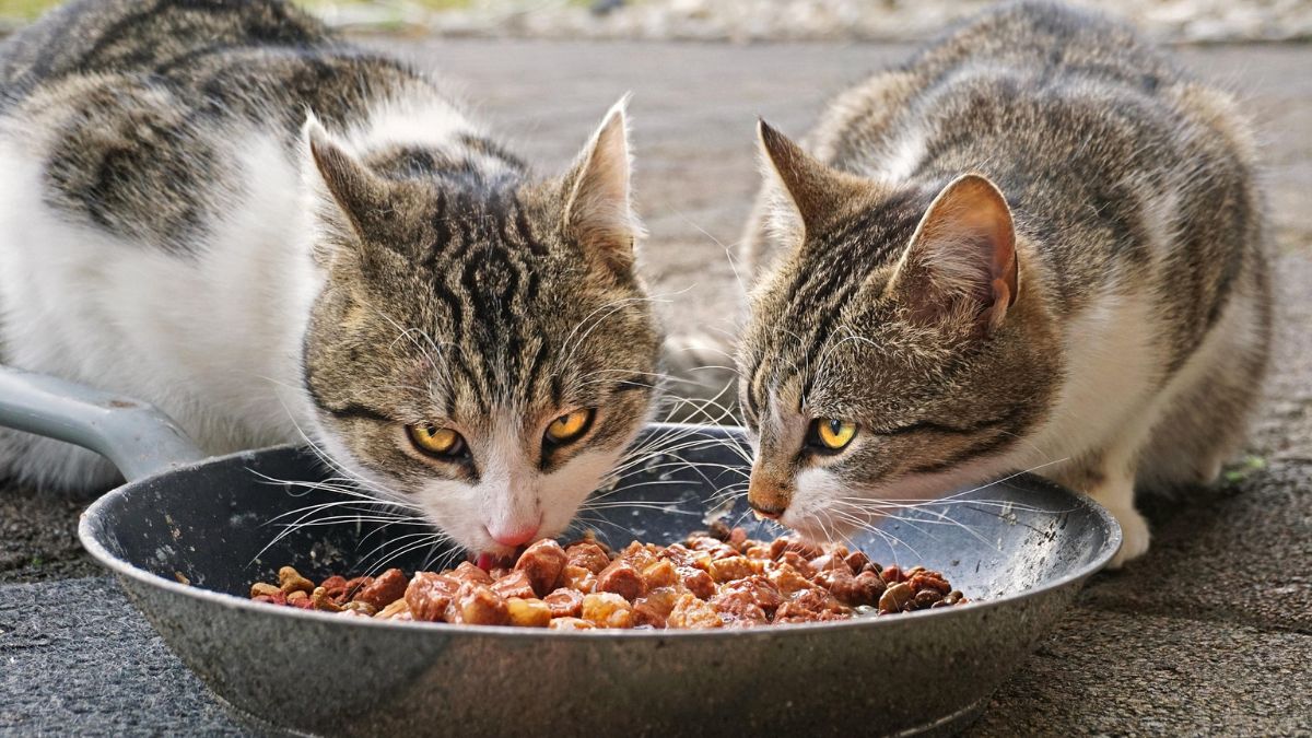 A presença constante dos gatos rendeu histórias curiosas e apelidos entre os frequentadores / Pixabay