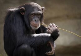 Com o lema "Tudo pela evolução. Para prefeito, macaco Tião!"
