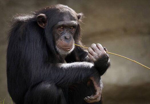 Com o lema "Tudo pela evolução. Para prefeito, macaco Tião!"