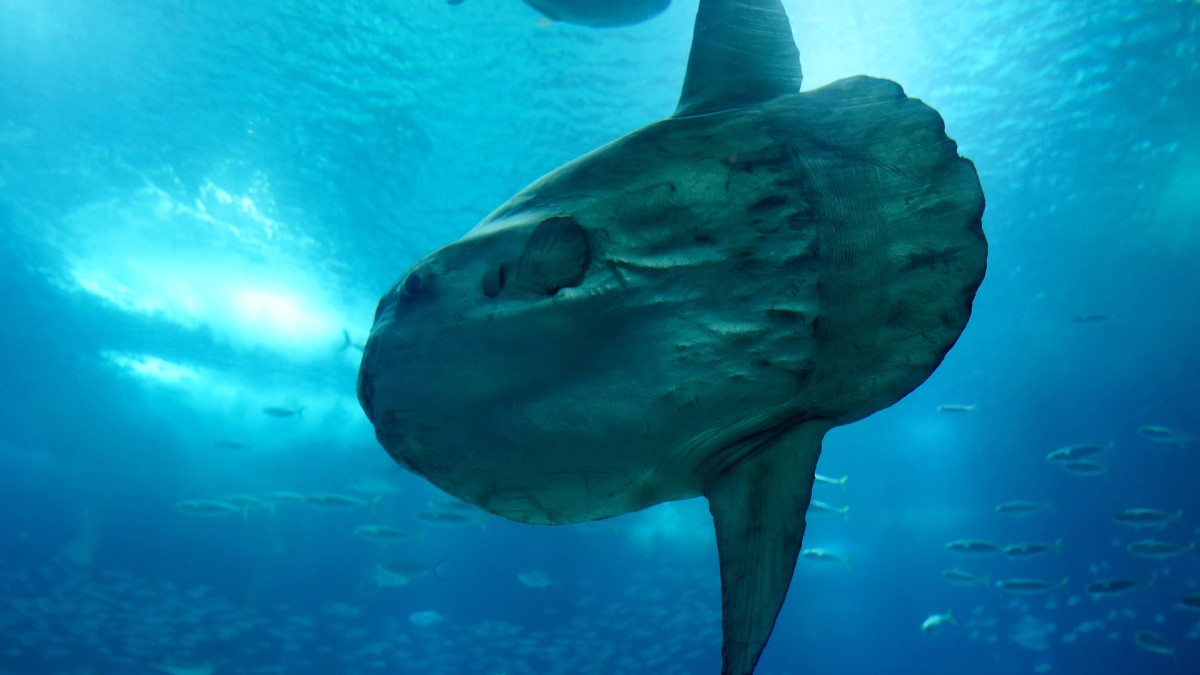 As fêmeas do peixe-lua podem produzir milhões de ovos de uma só vez, um dos maiores números entre os vertebrados / Pixabay