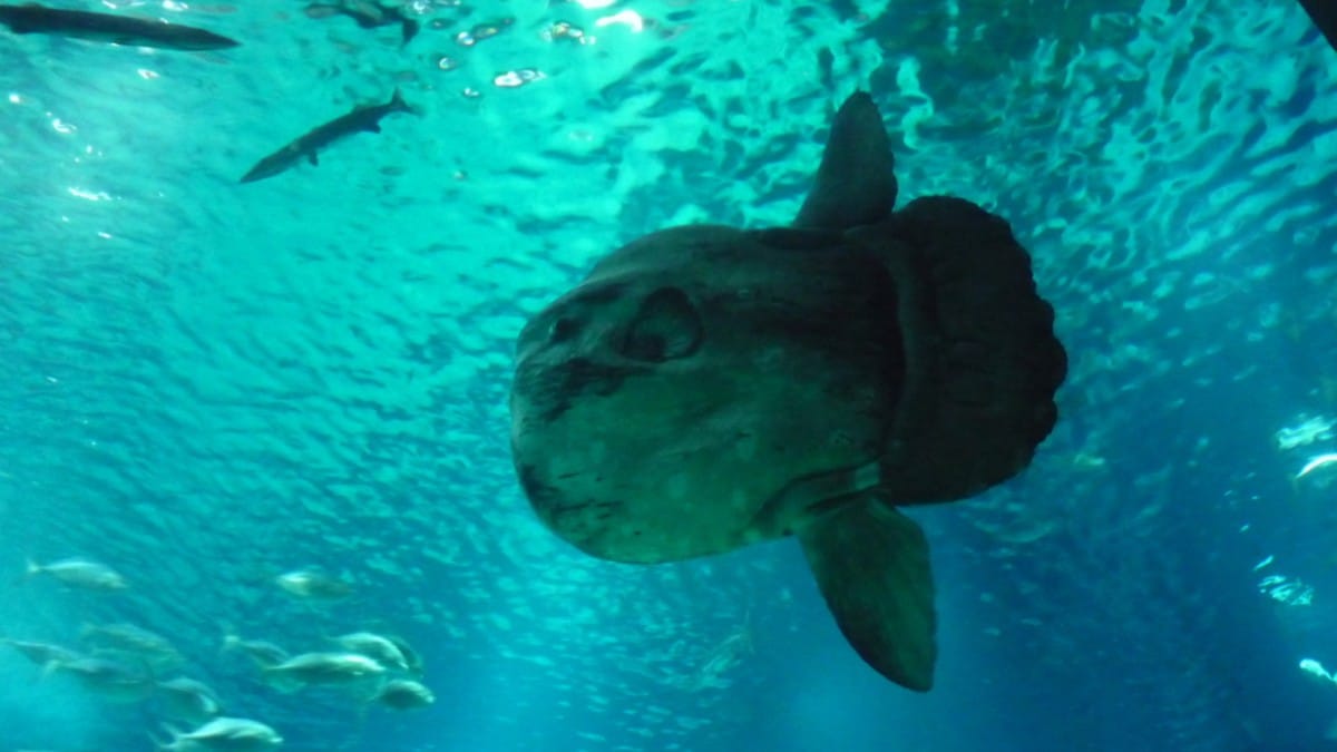 O peixe-lua é considerado o peixe ósseo mais pesado do mundo, podendo ultrapassar uma tonelada / Andrea Pravettoni/Wikimedia Commons