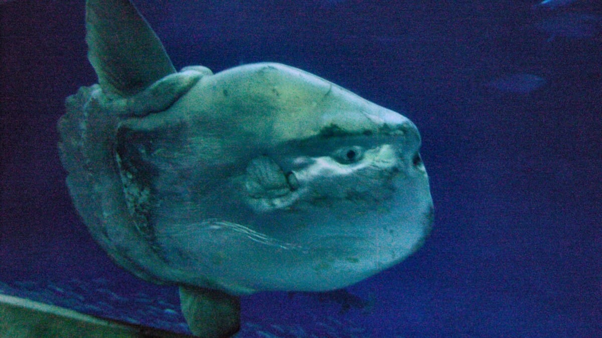 Apesar do tamanho impressionante, alimenta-se principalmente de águas-vivas e organismos gelatinosos / Fred Hsu / Kai Squires/Wikimedia Commons