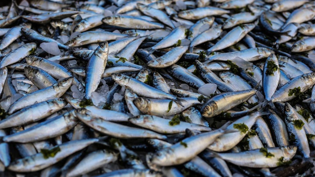 Rico em minerais, proteínas e gorduras consideradas boas, ele consegue superar o salmão (Oziel Gómez/Imagem Meramente Ilustrativa/Pexels)