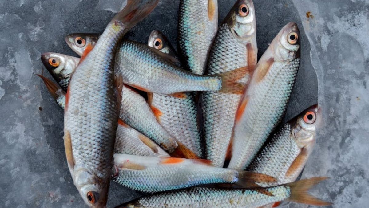 O robalo pode ser visto como um alimento com excelente perfil nutricional e ideal para quem busca uma dieta equilibrada (Alexander Zvir/Imagem Meramente Ilustrativa/Pexels)